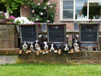Puppies uit een vorig nest